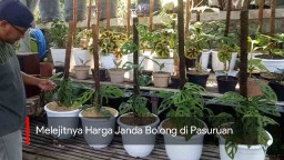 Video : Melejitnya Harga Janda Bolong di Pasuruan
