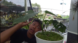Kisah 2 Remaja Pasuruan Raih Omset Jutaan dari Tanaman Philodendron