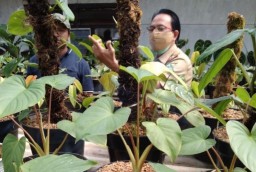 Pemkot Dampingi Petani di Batu Ekspor Tanaman Hias