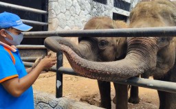 Sederet Strategi Maharani Zoo Lamongan untuk Dongkrak Jumlah Pengunjung