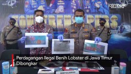 Video: Perdagangan Ilegal Benih Lobster di Jawa Timur Dibongkar