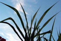 APTRI Minta Petani Tebu Tak Dikaitkan dengan Impor Gula