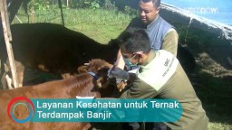 Video: Layanan Kesehatan untuk Ternak Terdampak Banjir