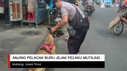 Video: Anjing Pelacak Buru Jejak Pelaku Mutilasi