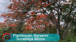Video: Flamboyan Bersemi, Surabaya Mbois