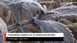 Video: Fenomena Embun Es di Kawasan Bromo
