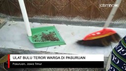 Video: Ulat Bulu Teror Warga Desa di Pasuruan