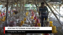 Video: Jeritan Peternak Ayam Broiler di Tulungagung
