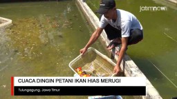 Video: Cuaca Dingin, Petani Ikan Hias Merugi
