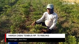 Video: Harga Cabai di Probolinggo Tembus Rp 70 Ribu/Kg
