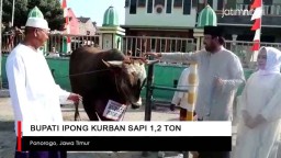 Video: Bupati Ipong Kurban Sapi 1,2 Ton