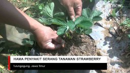 Video: Hama Penyakit Serang Tanaman Strawberry di Tulungagung