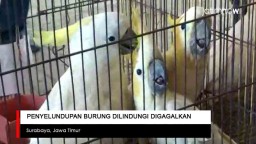 Video: Penyelundupan Burung Dilindungi Digagalkan