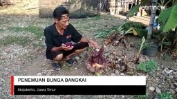 Video: Penemuan Bunga Bangkai di Mojokerto