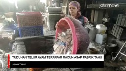 Video: Tuduhan Telur Ayam Terpapar Racun Asap Pabrik Tahu