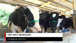 Video: Sapi Mati Mendadak Resahkan Peternak 