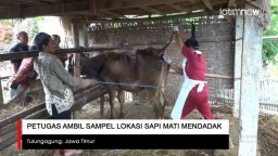 Video: Petugas Ambil Sampel Lokasi Sapi Mati Mendadak