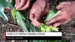 Video: Tanaman Jagung di Ponorogo Diserang  Hama Ulat