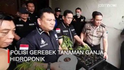 Video: Polisi Gerebek Rumah Berisi Tanaman Ganja Hidroponik