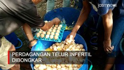 Video: Perdagangan Telur Infertil di Pasuruan Dibongkar