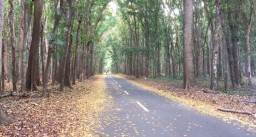 Macan Tutul Terekam Camera Trap di Taman Nasional Alas Purwo
