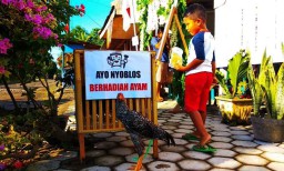 Nyoblos di TPS ini Berhadiah 5 Ekor Ayam