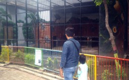 Dua Ekor Singa Gagal Didatangkan ke TWSL Kota Probolinggo