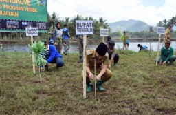 Forkopimda Trenggalek Tanam 5000 Bibit Mangrove di Pesisir Panggul