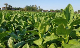 Gudang Milik Pabrik Masih Tutup, Petani Tembakau di Probolinggo Cemas
