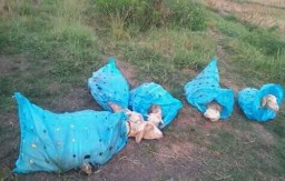 Lima Kambing di Sidoarjo Gagal Dicuri, Ini Penampakannya