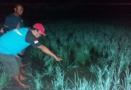 Petani di Ngawi Tewas Tersetrum Jebakan Tikus Buatannya Sendiri