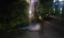 Angin Kencang, Pengendara Motor Tewas Tertimpa Pohon