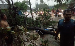 Hujan Deras di Surabaya Juga Sebabkan Pengendara Motor Tertimpa Pohon