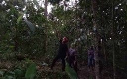 Tragis, Pria ini Tewas Tertimpa Durian Runtuh