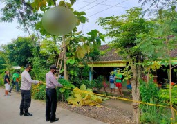 Pria ini Tewas Tersengat Listrik, Jenazah Nyangkut di Pohon Jati