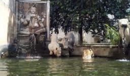Sensasi Beri Makan Harimau di Jatim Park II Bisa Dirasakan Mulai Besok