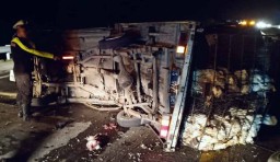 Pikap Bermuatan Ayam Terguling di Tol Jombang