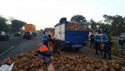 Truk Terguling di Tol Porong, Muatan Kelapa Tumpah ke Jalan
