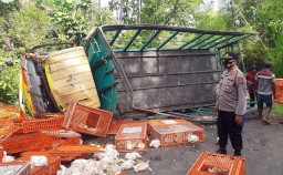 Truk Terguling di Ponorogo, Muatan Ayam Berhamburan ke Jalan