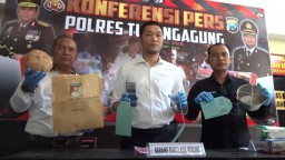 Ini Dugaan Penyebab Lain Kematian Kucing di Tulungagung