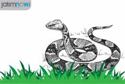 Ular Berukuran Besar Gegerkan Warga  Kedinding