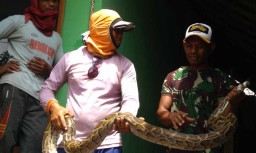 Warga di Probolinggo Tangkap Ular Piton 2,5 Meter