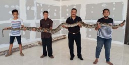 Heboh Penemuan Ular Piton Sepanjang 4,5 Meter di Gresik