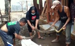 Ular Piton Diduga Penunggu Sungai Petung Pasuruan Batal Dibunuh