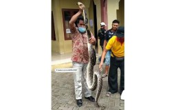 Ular Sanca 3 Meter Bikin Emak-emak di Pasar Legi Ponorogo Gempar