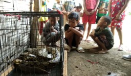 Ular Sanca 4 Meter Pemangsa Ayam Warga di Mojokerto Ditangkap