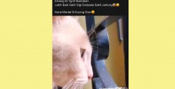 Video Kucing Ngintip Pasangannya Selingkuh Viral di Medsos, Warganet Ikut Sedih