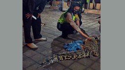 Buaya Panjang 2 Meter Ditangkap Warga di Sungai Sidoarjo