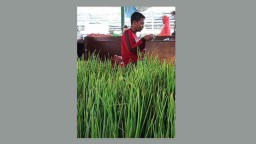 PIOS Terima Pasokan Berton-ton Daun Bawang Setiap Hari dari Petani