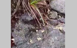 Hujan Es dan Angin Kencang, Jalur Pendakian Gunung Welirang-Arjuno Ditutup Lagi